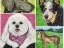 Pet Portrait Collage